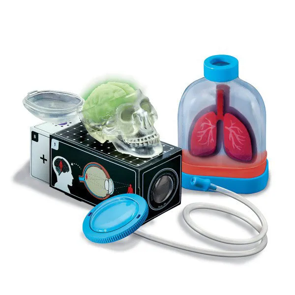 4M Kidz Labs / Human Organs