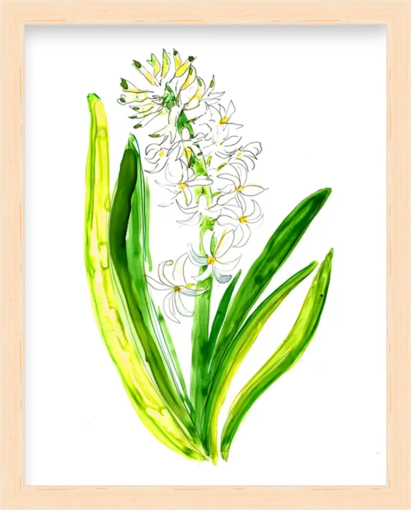 Hyacinth 1