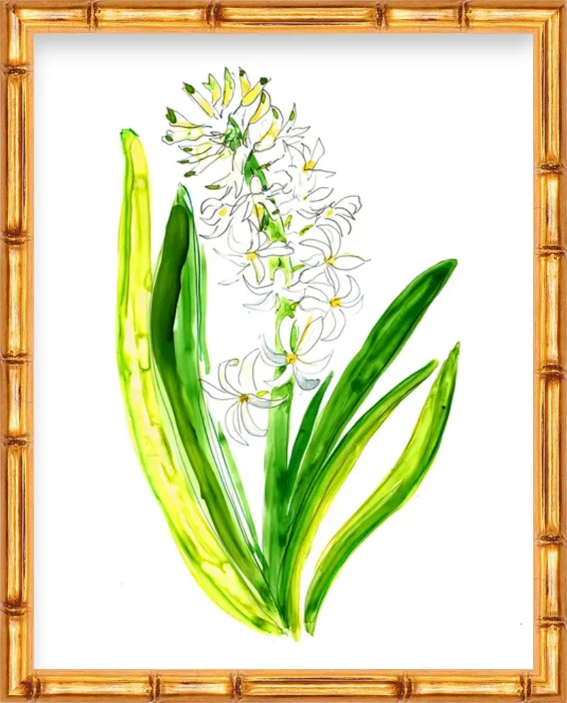 Hyacinth 1