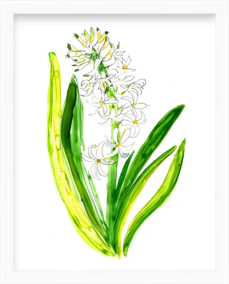 Hyacinth 1