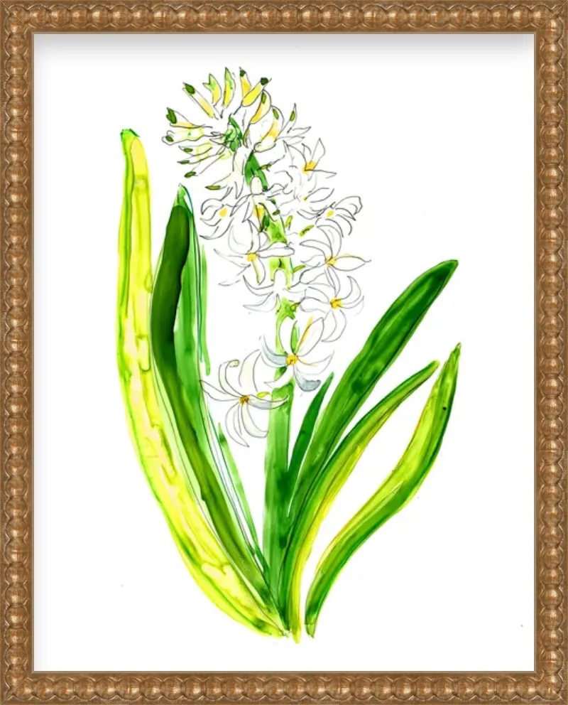 Hyacinth 1