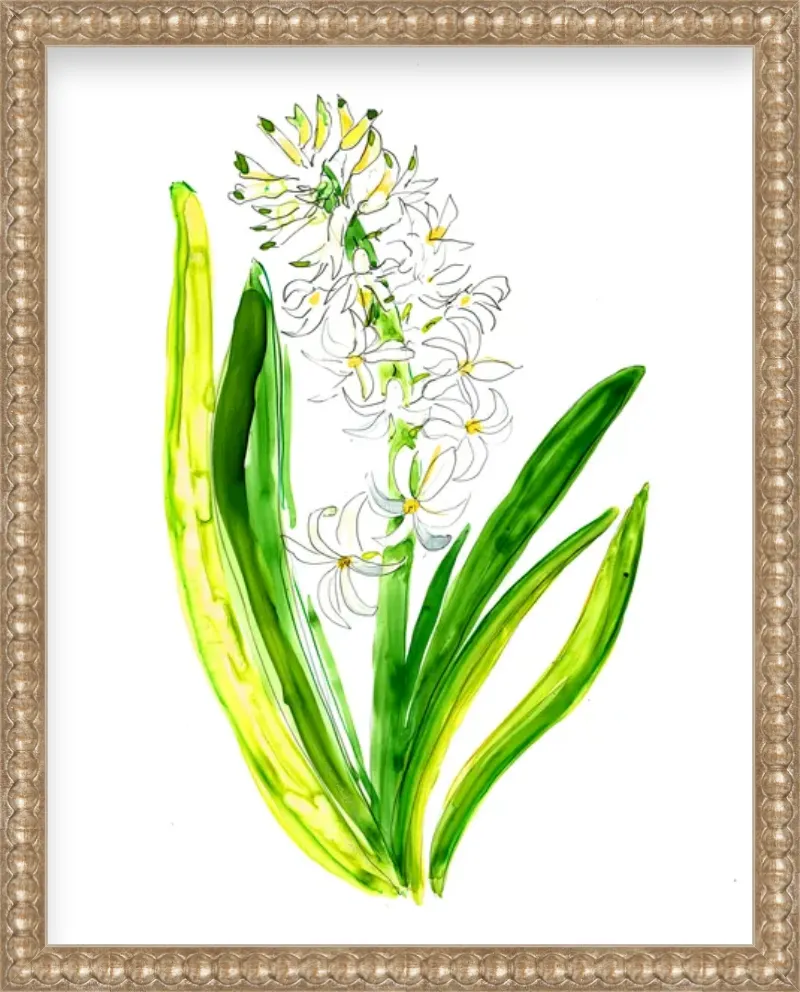 Hyacinth 1