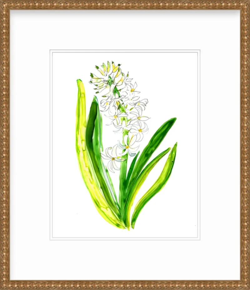 Hyacinth 1