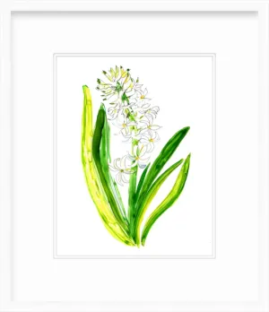 Hyacinth 1