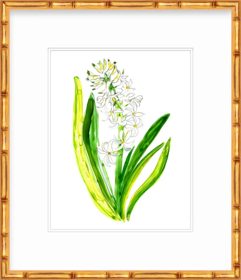 Hyacinth 1