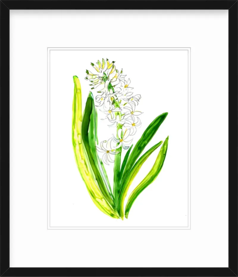 Hyacinth 1