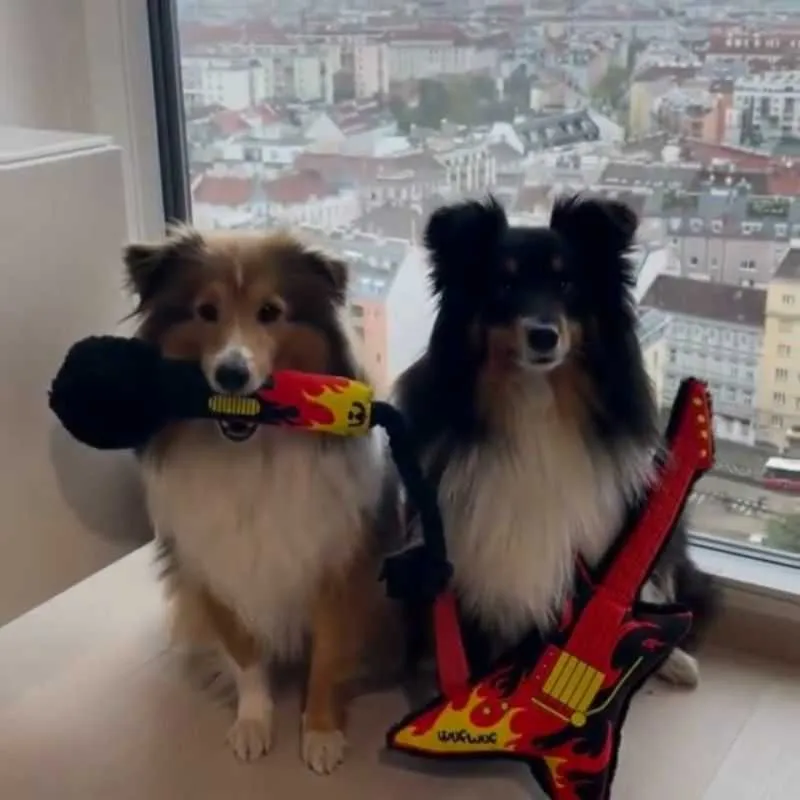 Microphone and Guitar Dog Toy Set