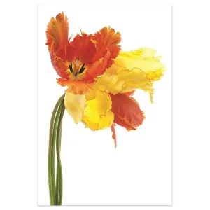 "Orange Yellow Parrot Tulip on White" Frameless Free Floating Tempered Glass Panel Graphic Wall Art