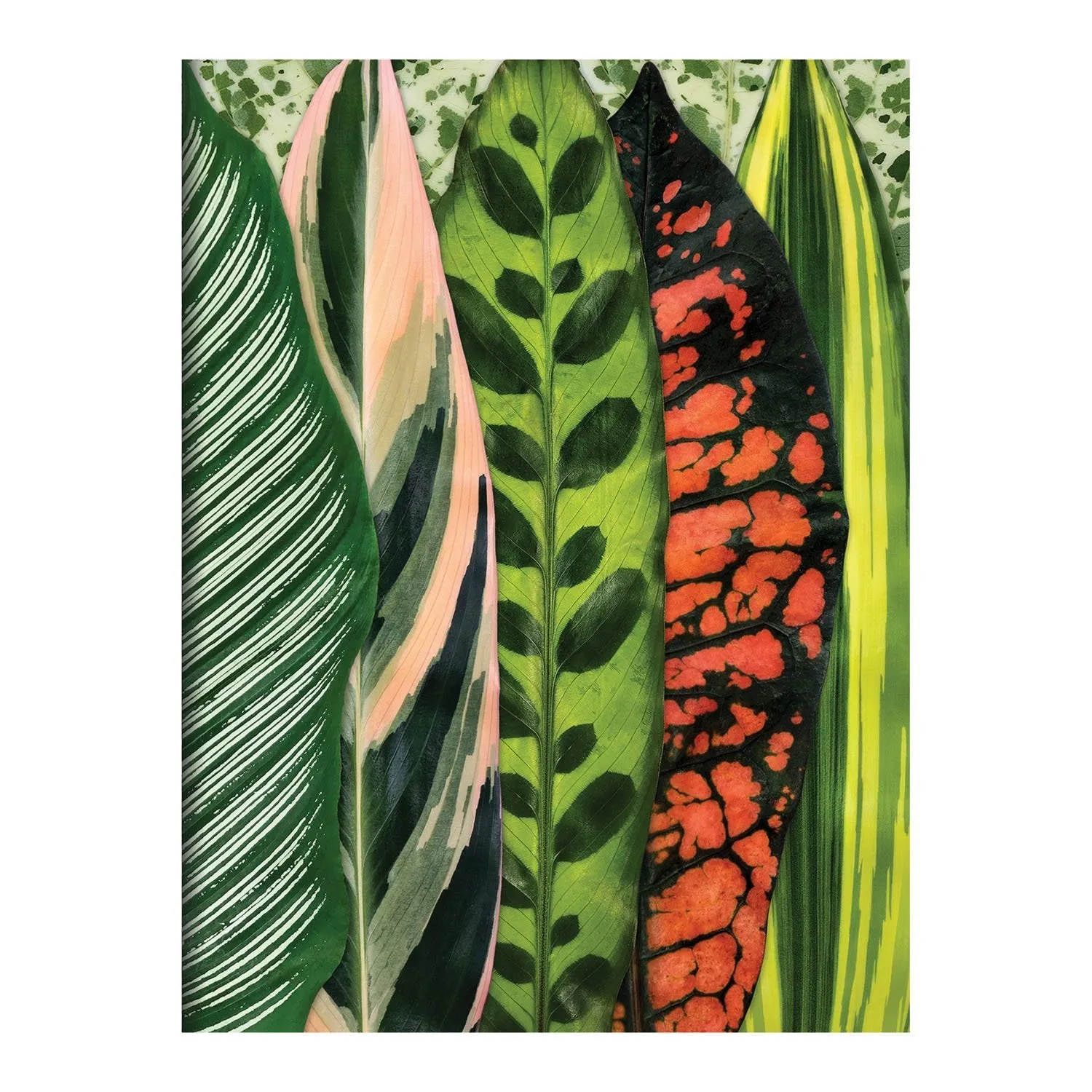 Troy Litten Houseplant Jungle Greeting Assortment Notecards