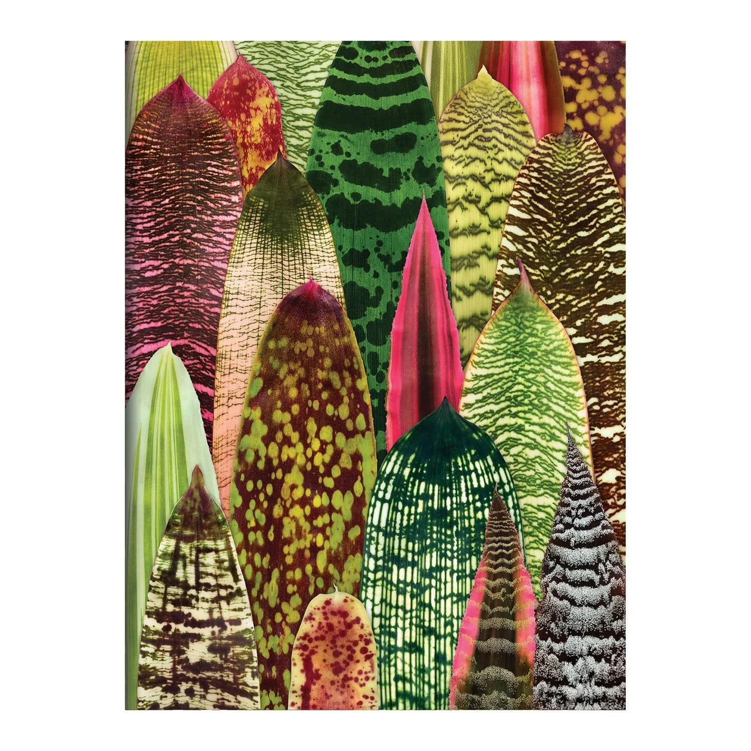 Troy Litten Houseplant Jungle Greeting Assortment Notecards